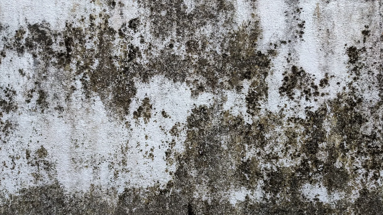 Mold Remediation & Removal in Tulsa, OK